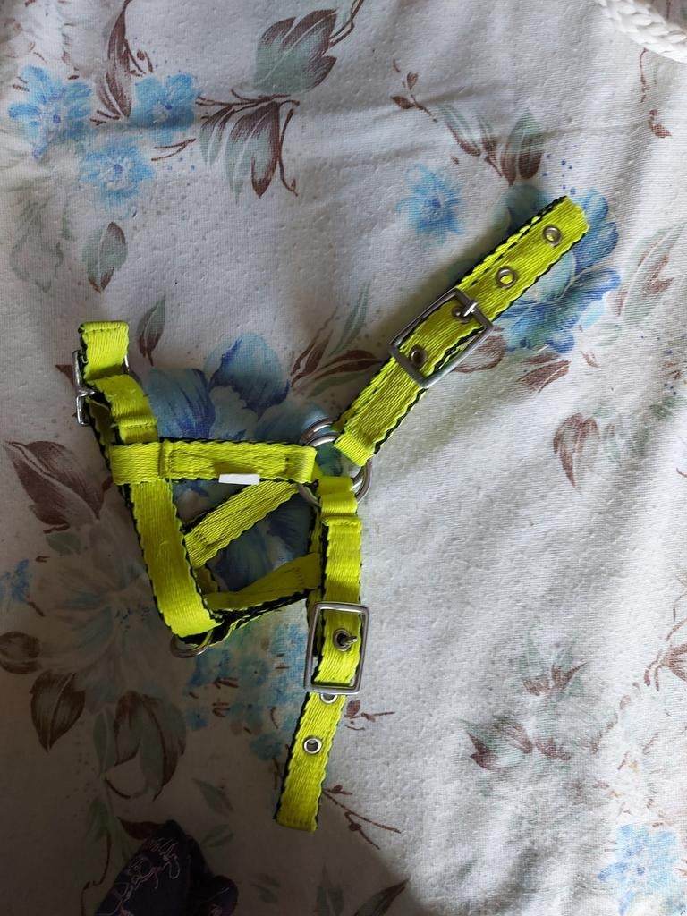 Licol foal pony, Animaux & Accessoires, Enlèvement ou Envoi