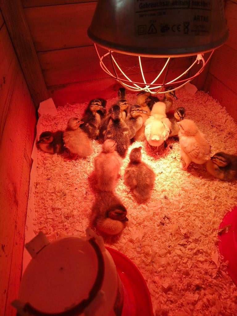 Eendenkuikens, Dieren en Toebehoren, Pluimvee, Meerdere dieren, Eend