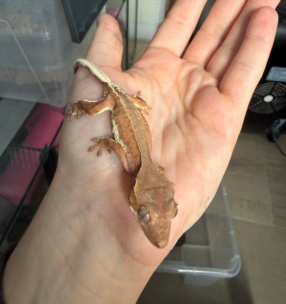 Phantom lilly white wimpergekko, Animaux & Accessoires