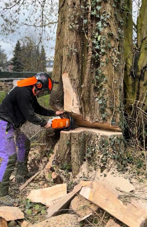 bucheron grimpeur élagueur abattage d'arbre DEVIS GRATUIT, Enlèvement