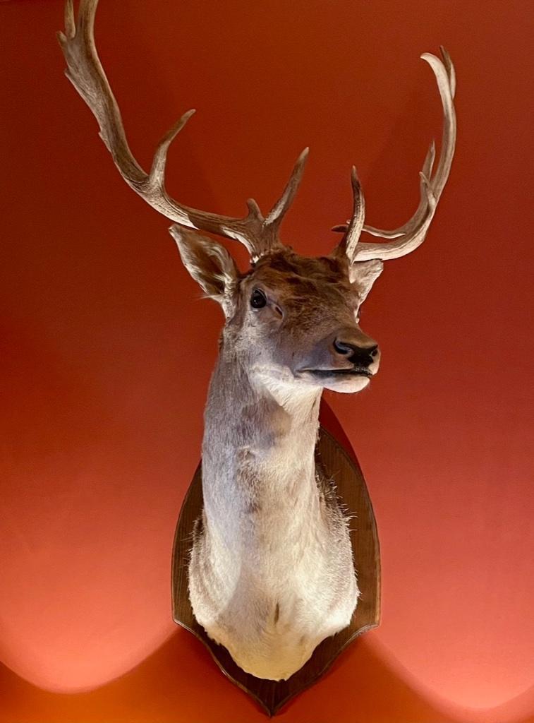 Taxidermie. Belle tête de cerf avec de beaux bois., Enlèvement, Comme neuf, Cerf, Bois ou Tête