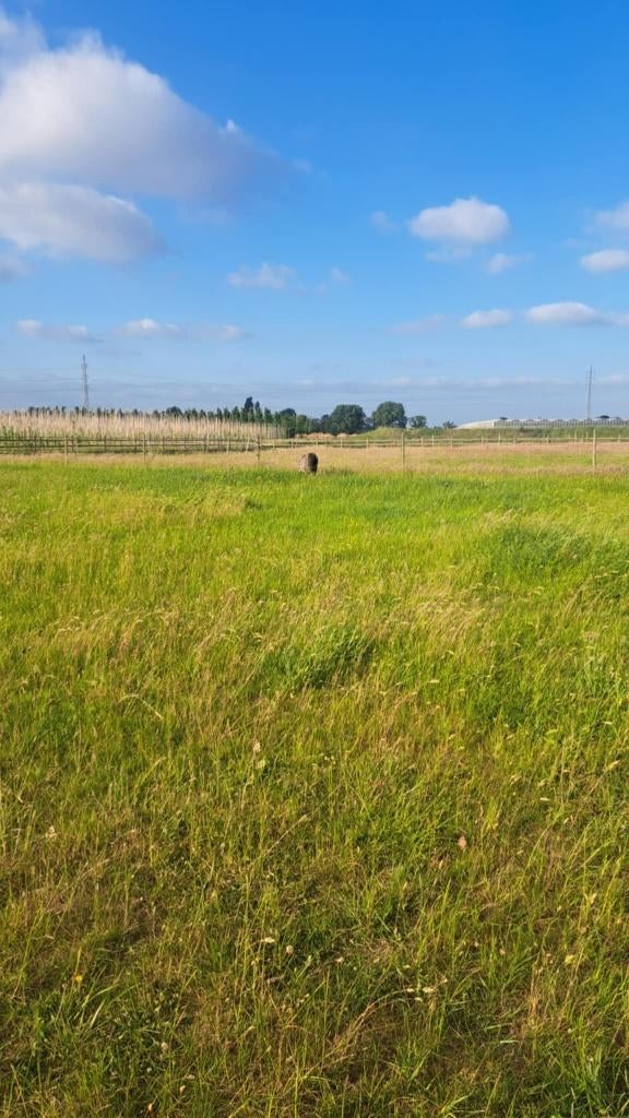 Plekje vrij op Paddock paradise te Aartselaar, Dieren en Toebehoren, Stalling en Weidegang, Stalling, Weidegang, 2 of 3 paarden of pony's