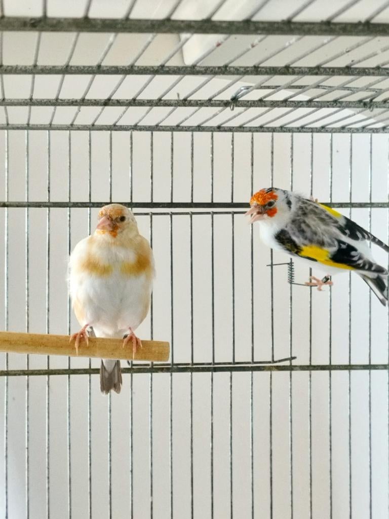 Cherche chardonneret, Oiseau tropical, Domestique