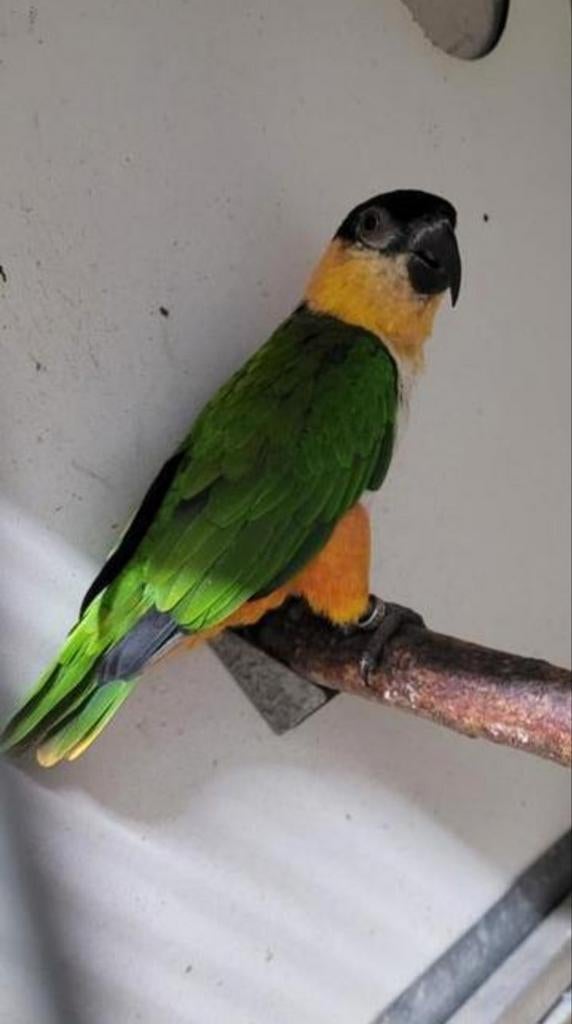 Zwartkop caique POP, Dieren en Toebehoren, Vogels | Parkieten en Papegaaien, Geringd