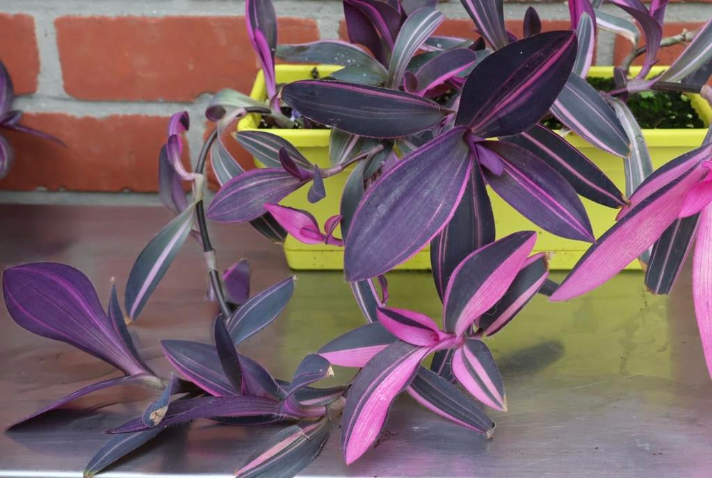 Tradescantia Palida à rayures roses, Enlèvement ou Envoi