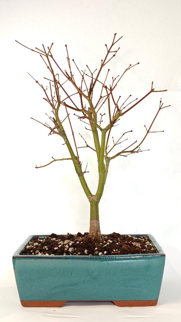 Japanse esdoorn 'Katsura' bonsai, Jardin & Terrasse, Plantes | Arbres, Autres espèces, Moins de 100 cm, Ombre partielle, Printemps