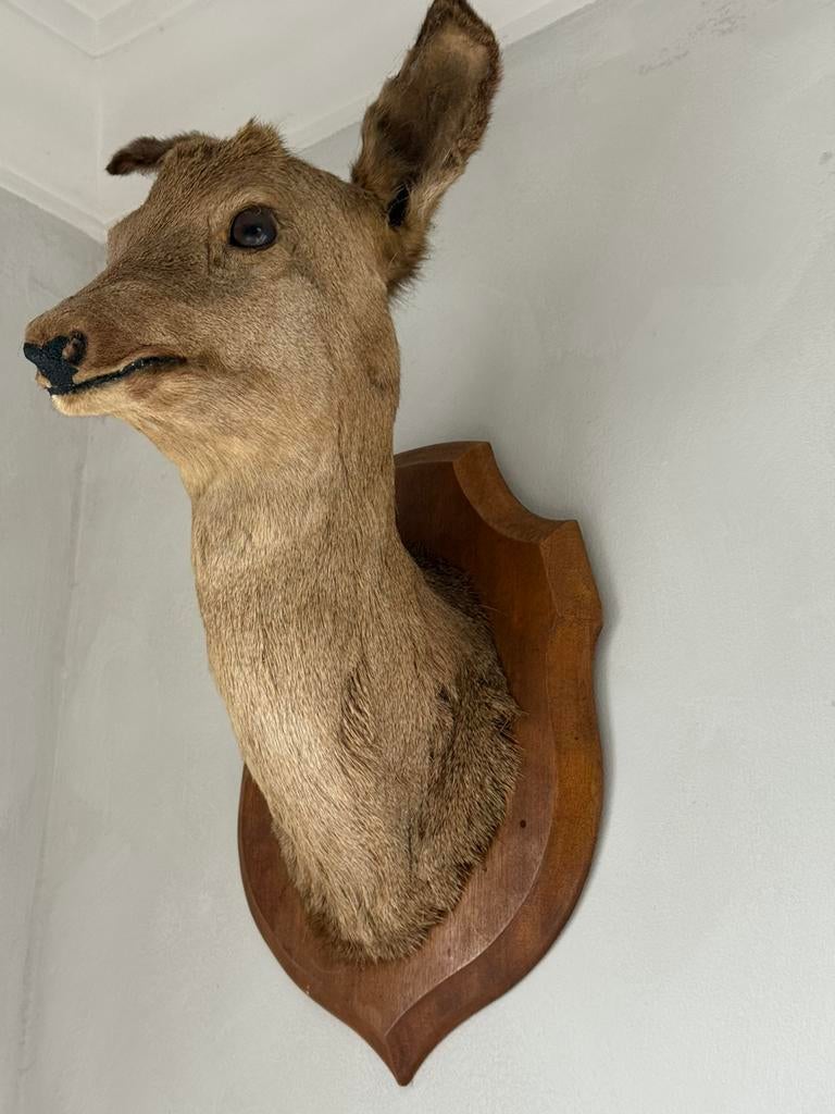 Mooi hert, Enlèvement, Utilisé, Cerf, Bois ou Tête