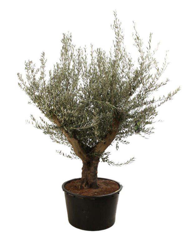 Olivier, palmier a vendre, Jardin & Terrasse, Plantes | Jardin, Enlèvement ou Envoi