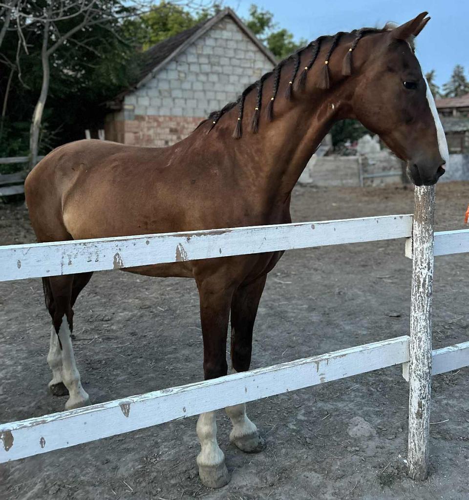 Tuigpaard ruin - KWPN, Hongre, Débourré, Cheval d'attelage