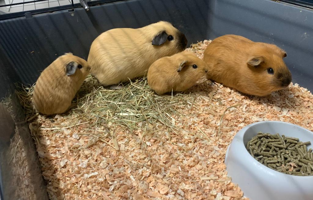 Cavia’s te koop (vrouwtjes), Dieren en Toebehoren, Knaagdieren, Cavia, Vrouwelijk, Januari, Tam