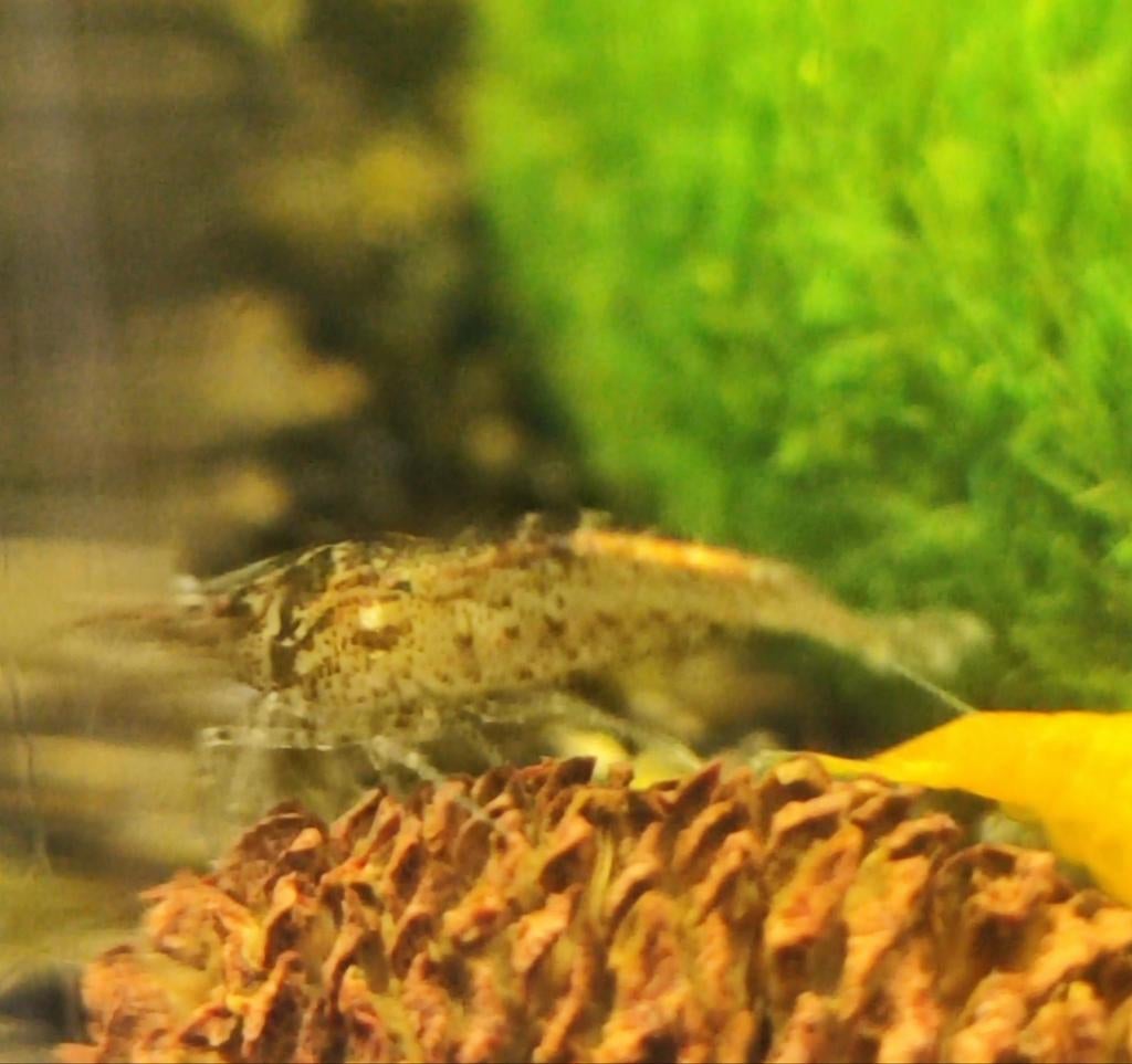 Neocaridina wildkleur garnalen/crevettes., Dieren en Toebehoren, Vissen | Aquariumvissen, Kreeft, Krab of Garnaal, Zoetwatervis