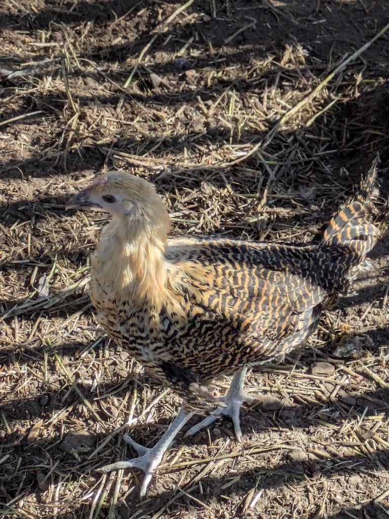Citroen brakel, Dieren en Toebehoren, Pluimvee