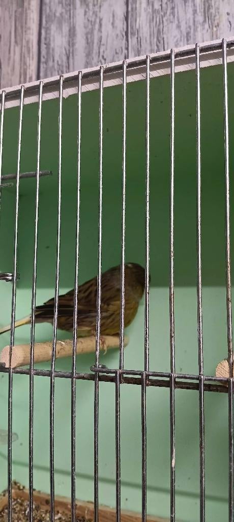 Glosters consort, Animaux & Accessoires, Oiseaux | Canaris, Mâle, Canari de posture