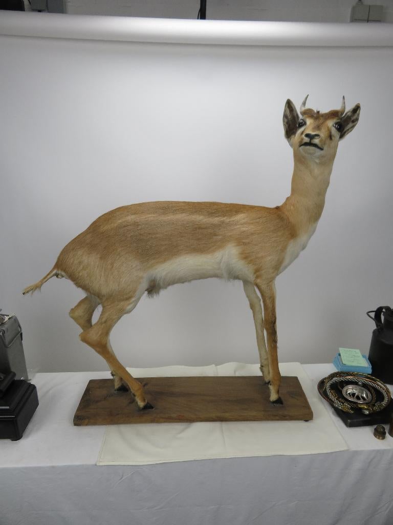 opgezette antilope, Ophalen, Wild dier, Opgezet dier