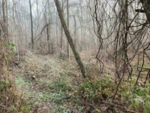 Hele bos te koop te Geel (Agrarisch gebied), Geel, 1500 m² of meer