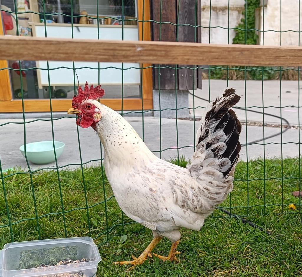 Gratis haan, Dieren en Toebehoren, Pluimvee