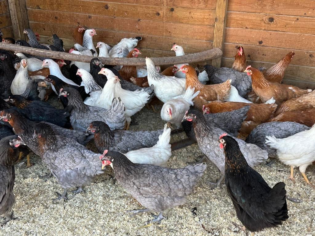 Legkippen op paasmaandag 10-16uur, Dieren en Toebehoren, Pluimvee