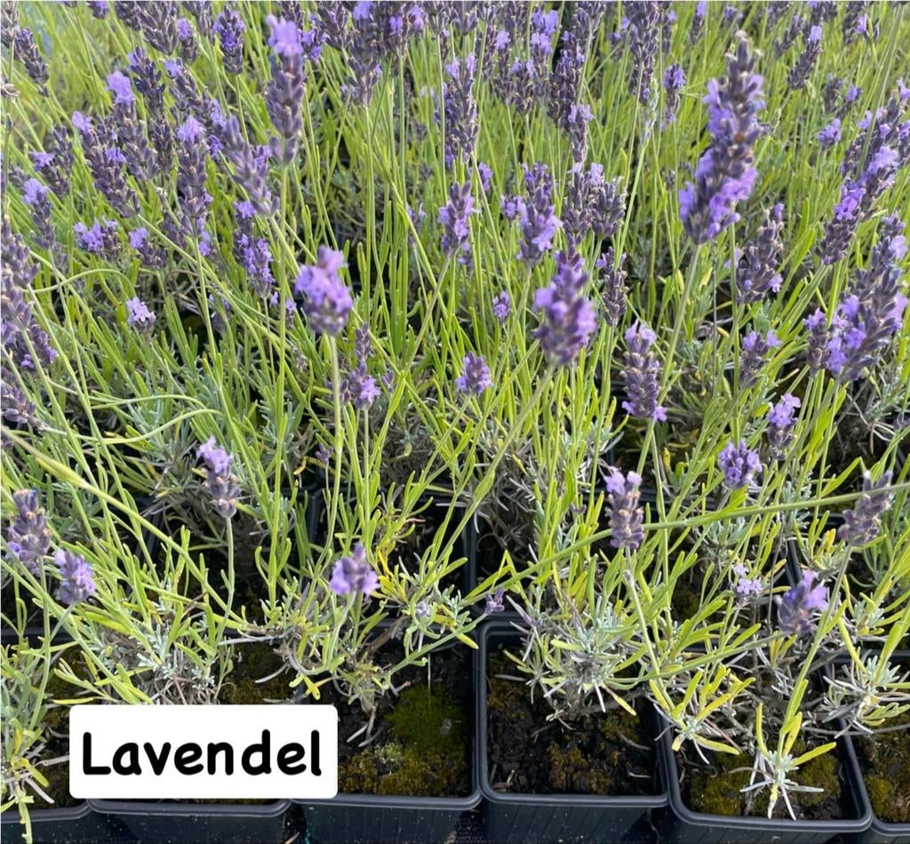 ‼️lavendel aan promoprijzen ‼️, Tuin en Terras, Planten | Tuinplanten, Ophalen