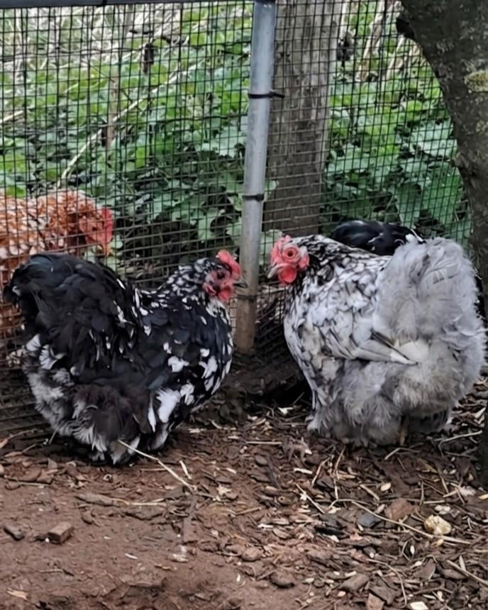 Cochin kuikens verschillende kleuren - beschikbaar, Dieren en Toebehoren