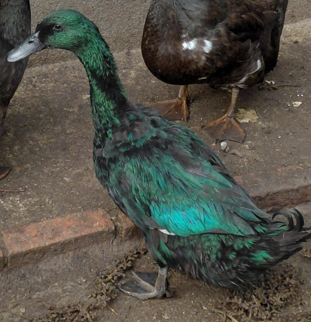 Cayuga eend broedeieren, Animaux & Accessoires, Volatiles, Canard