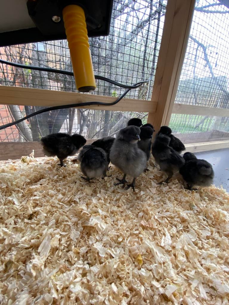 Ayam cemani kuikens, Dieren en Toebehoren, Pluimvee, Geslacht onbekend, Kip