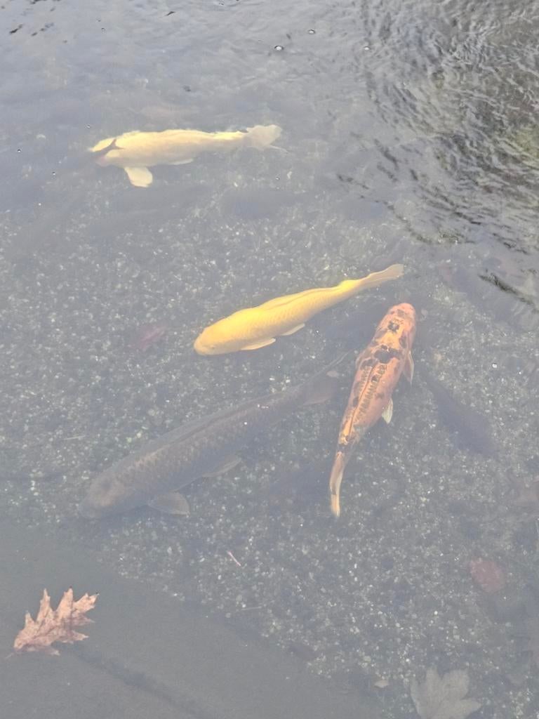 Japanse kois ASAP WEG, Dieren en Toebehoren, Karper of Koi