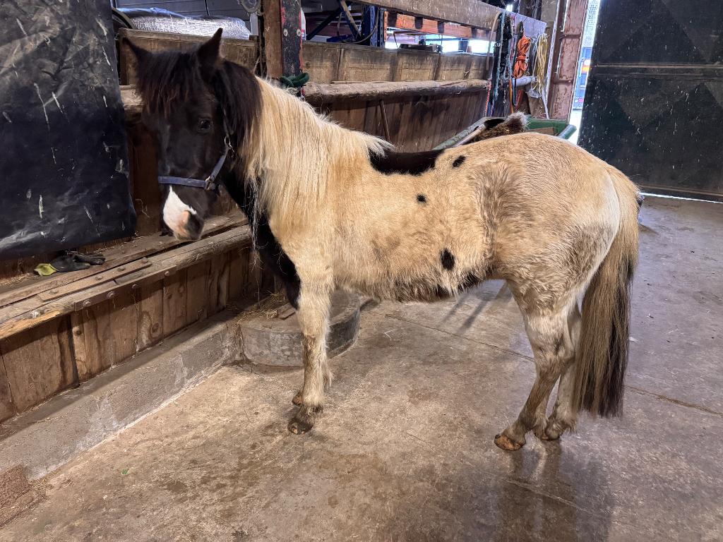 Leergierige 2 jarige pony ruin, Dieren en Toebehoren, Pony's, Ruin, Onbeleerd, B pony (1.17m tot 1.27m), 0 tot 2 jaar, Gechipt