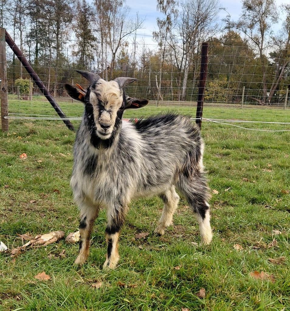 Hermelijn bokje, Dieren en Toebehoren