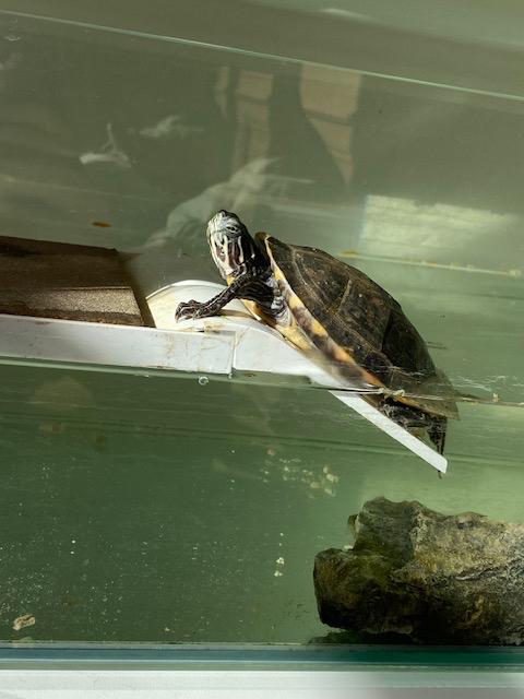 Schildpad (incl Tartarium 60), Animaux & Accessoires, Reptiles & Amphibiens, Tortue, Avec terrarium