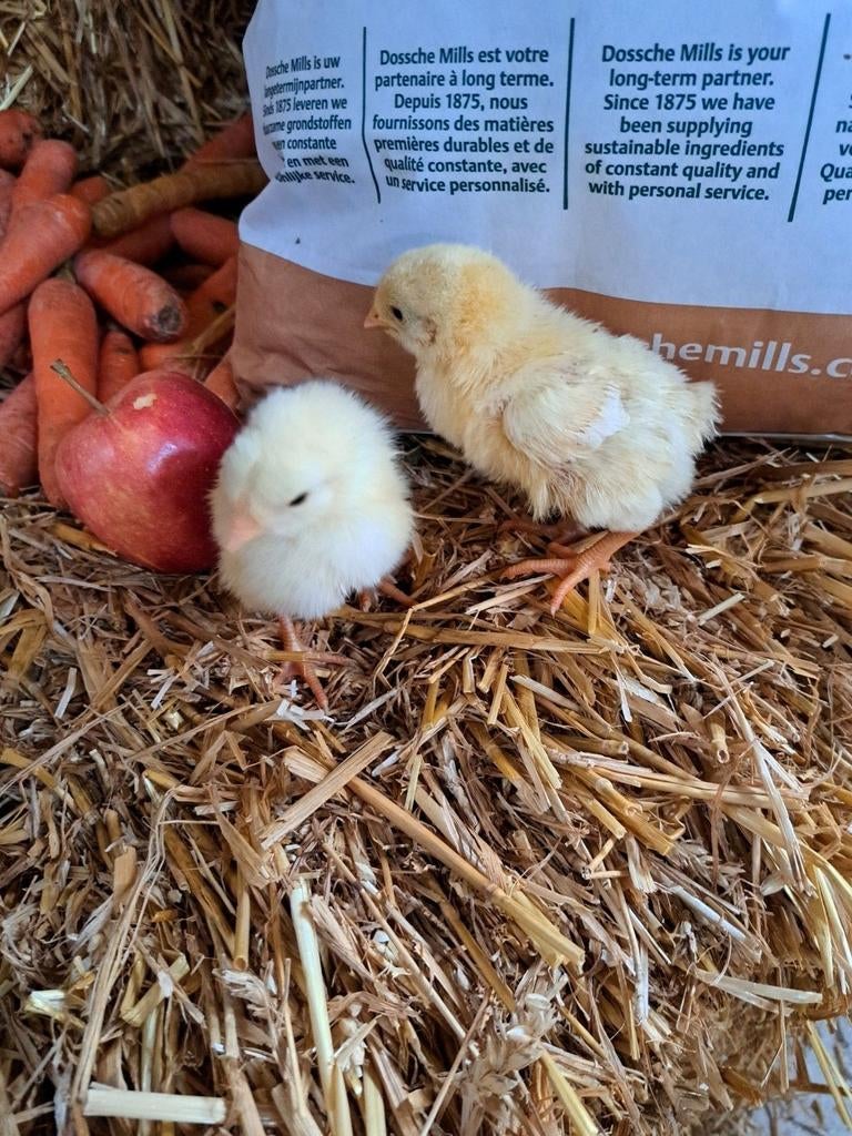 Mest kuikens. Ross 308, Animaux & Accessoires, Volatiles