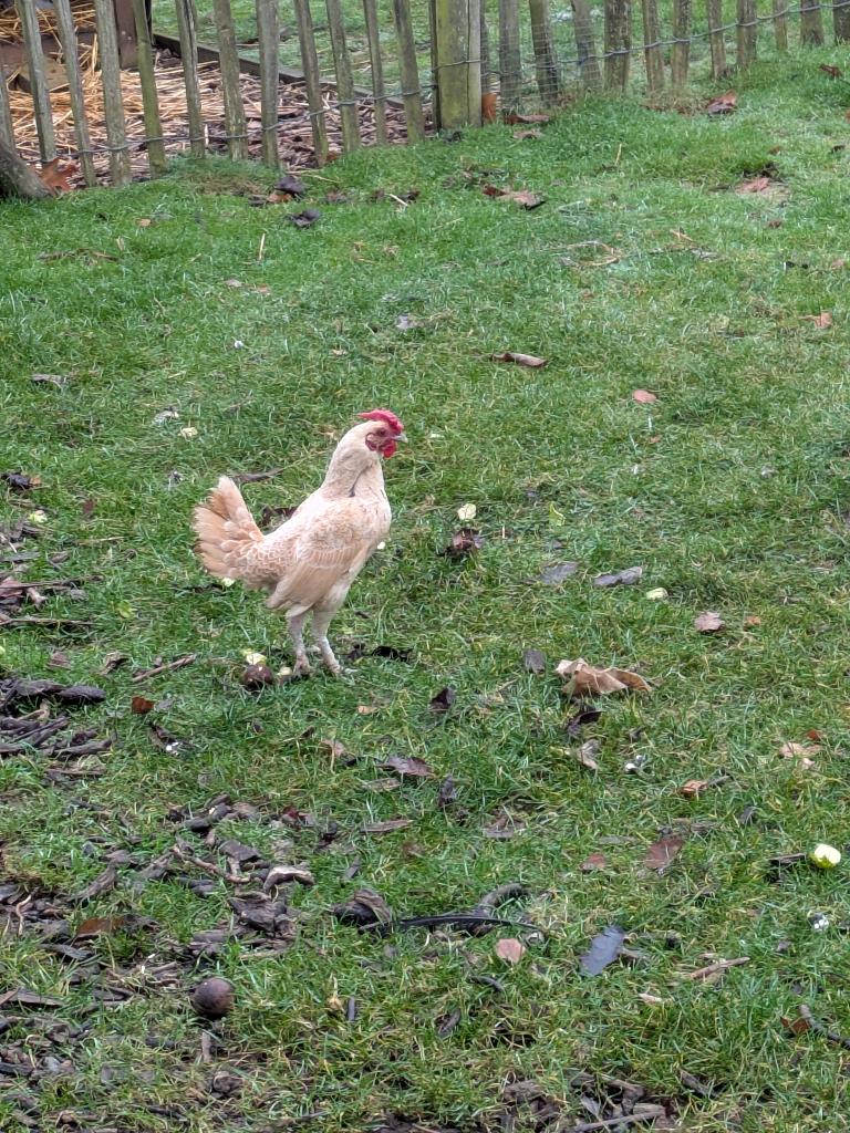 Sebright haan, Dieren en Toebehoren, Pluimvee, Mannelijk, Kip