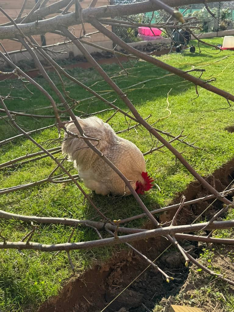 Broedeieren cochin kriel