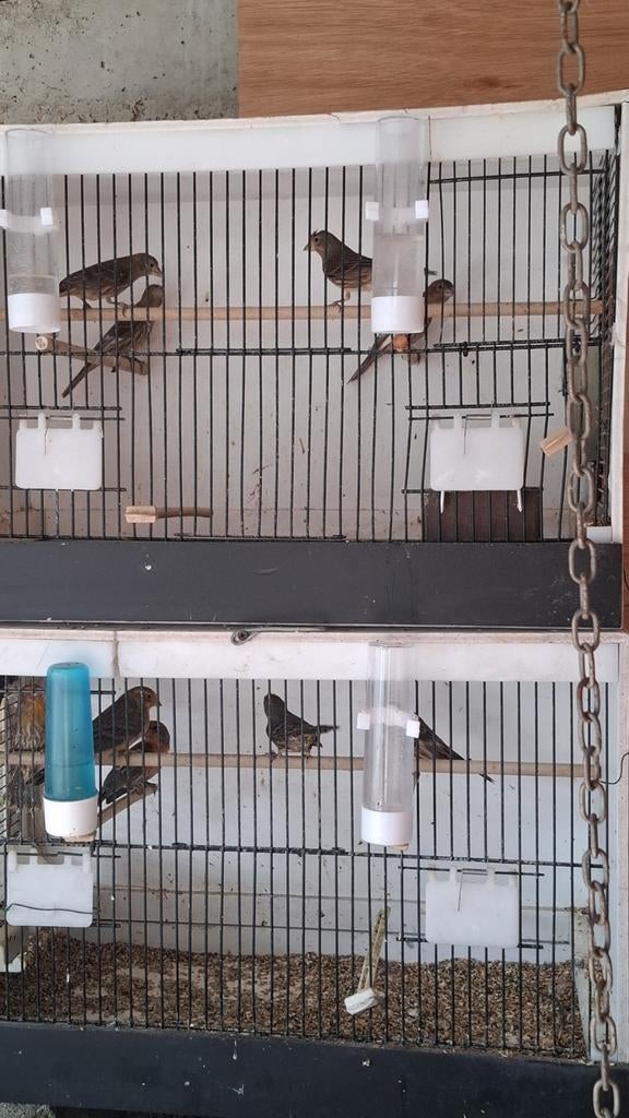 Mexicaanse mussen te koop!, Enlèvement