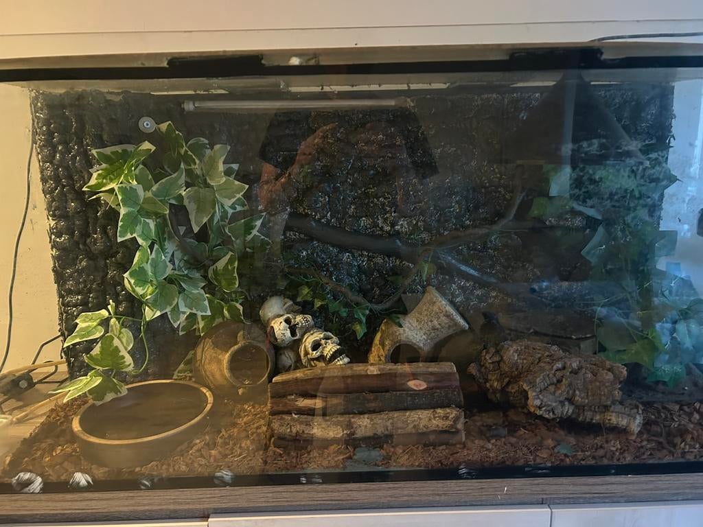 Glazen terrarium te koop., Dieren en Toebehoren, Ophalen, Zo goed als nieuw
