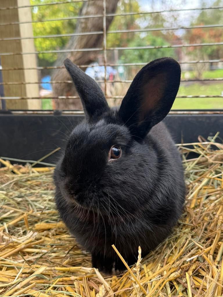 Dwergkonijn, Dieren en Toebehoren, Konijnen