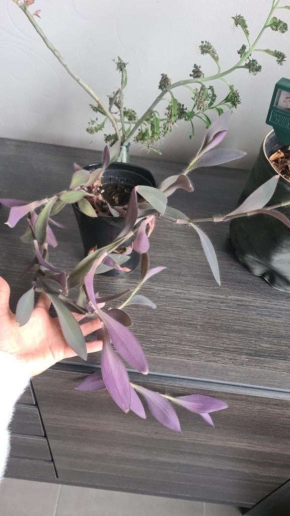 tradescantia pallida, Autres espèces, Enlèvement ou Envoi, Plante à fleurs, Moins de 100 cm