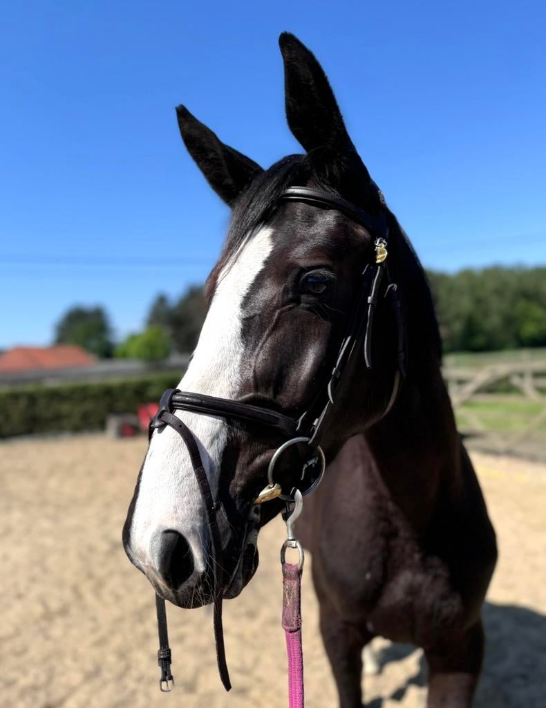 4 jarige merrie van D'aganix 2000 Z, Dieren en Toebehoren, Merrie, Z