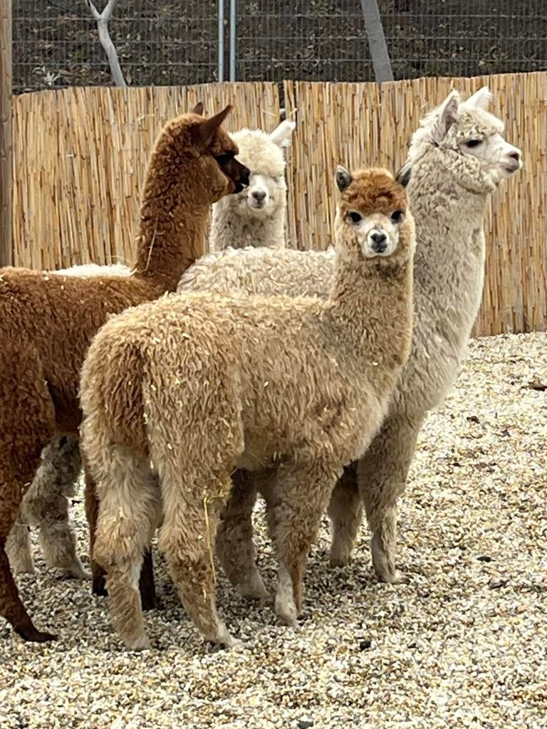 Aankoop van alpacas en andere parkdieren, Dieren en Toebehoren, Overige Dieren, Juni, Meerdere dieren