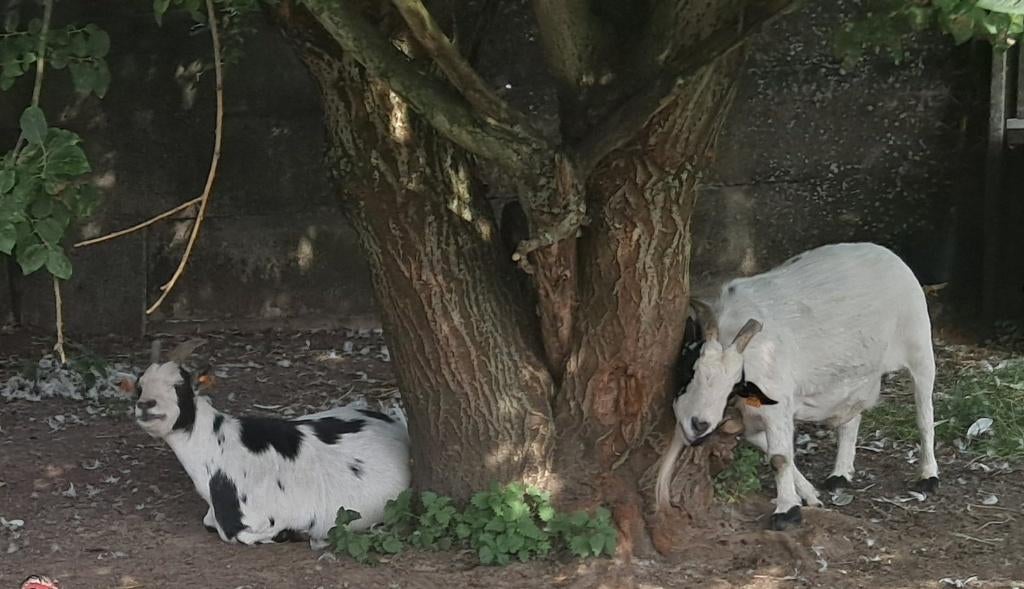 Op zoek naar huis te huur, Immo, Maison recherche
