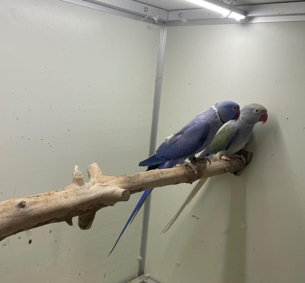 Kweekkoppel opaline wkws halsband parkiet halsbandparkieten, Dieren en Toebehoren, Meerdere dieren, Parkiet, Geringd