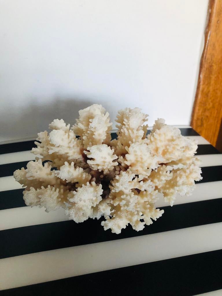 Vintage - Koraal, Ophalen of Verzenden