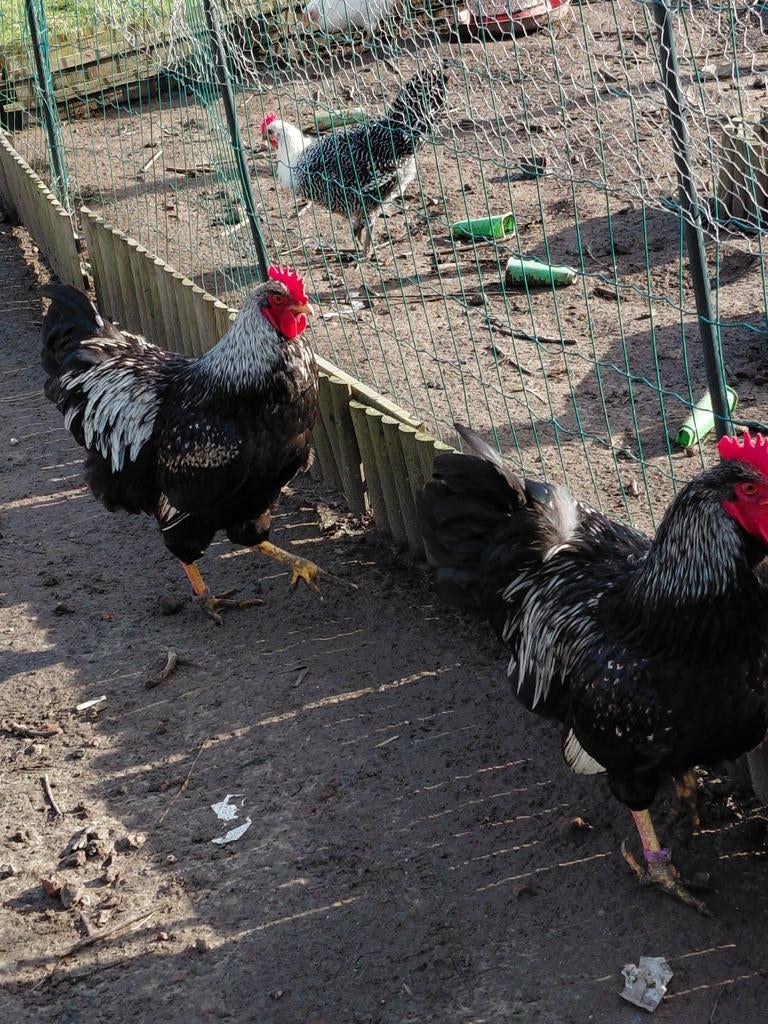 Zilvergezoomde barnevelder hanen., Dieren en Toebehoren, Pluimvee