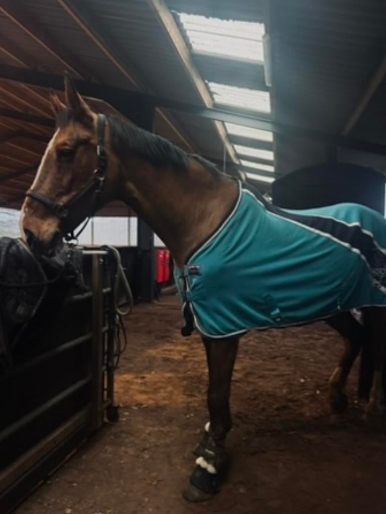 Halve stal gezocht, Merrie