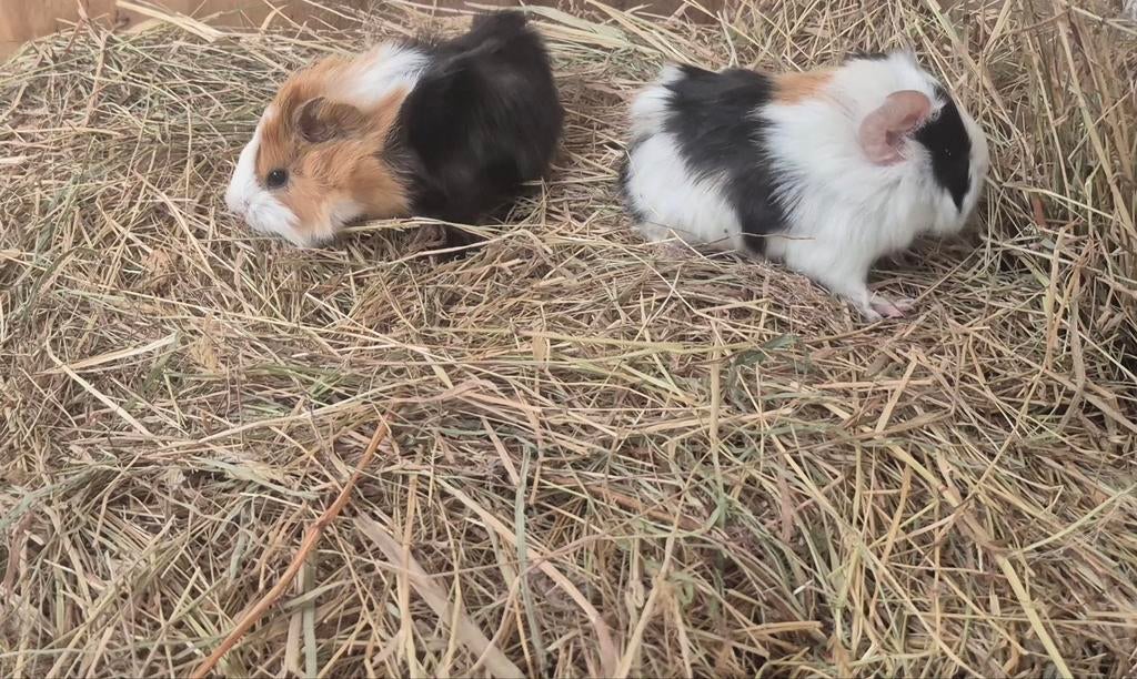 Cavias, Maart, Meerdere dieren, Cavia