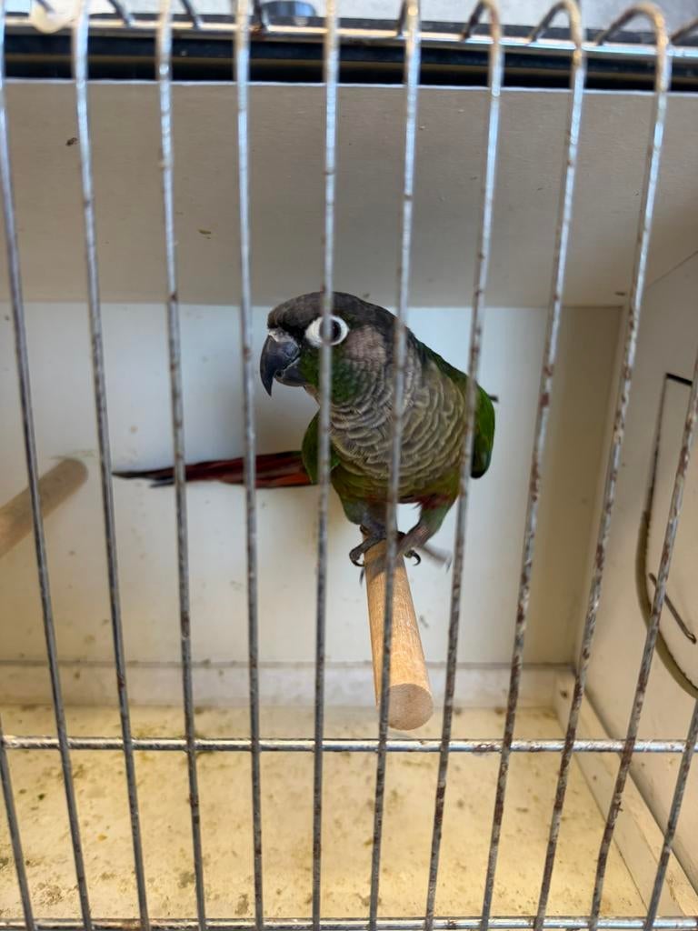 Pyrrhura, Mannelijk, Papegaai, Geringd