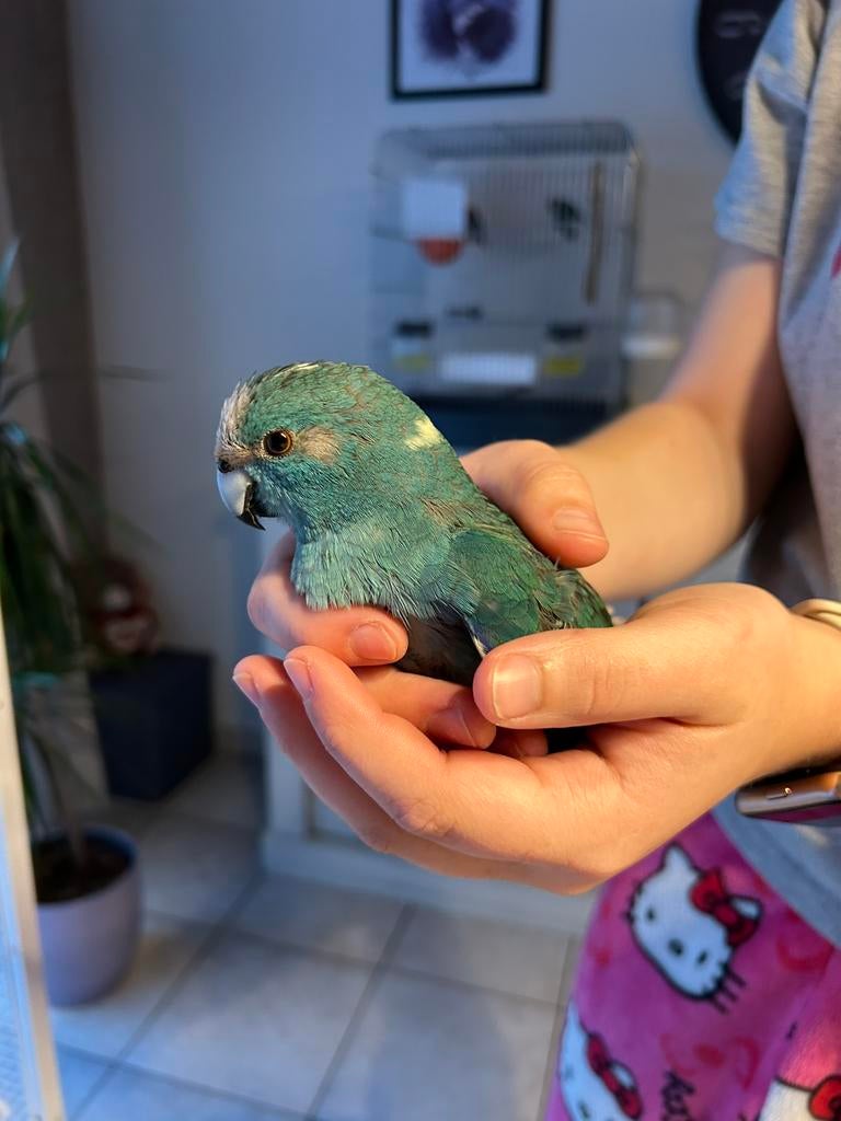 Koppel blauwe kakarikis, Animaux & Accessoires