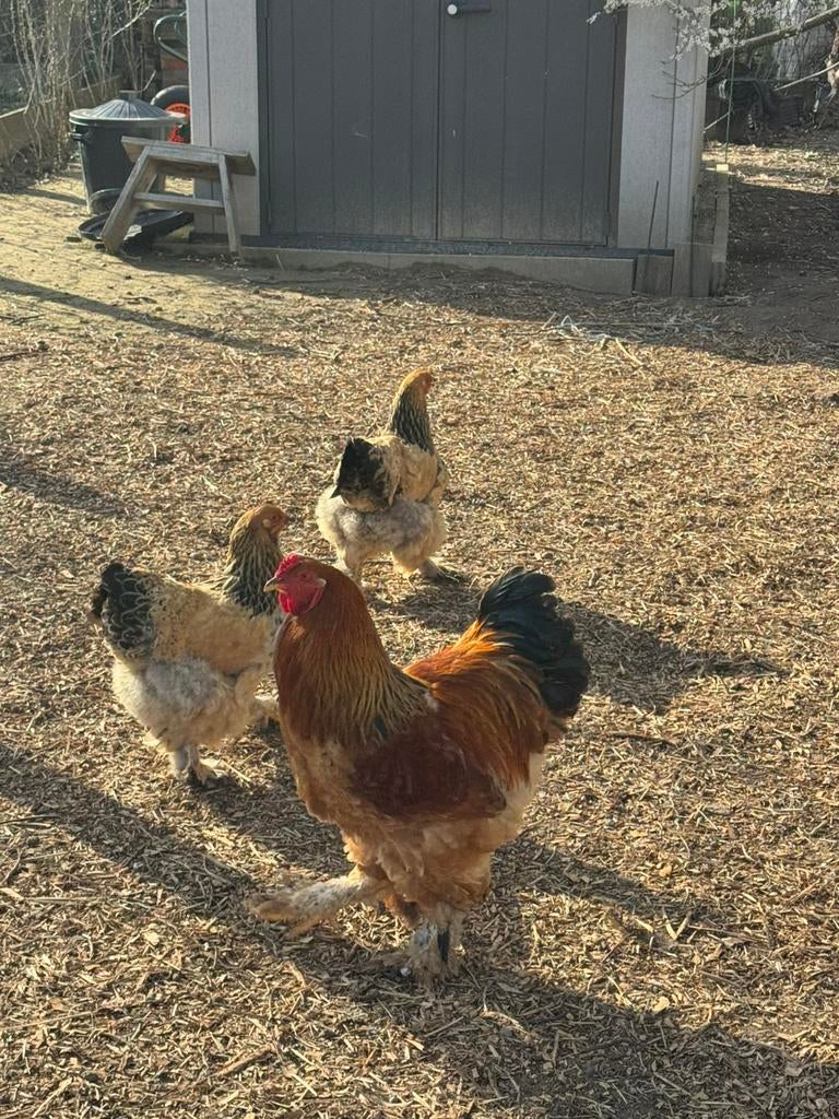 Broedeieren Brahma collumbia buff zwart, Sexe inconnu, Poule ou poulet