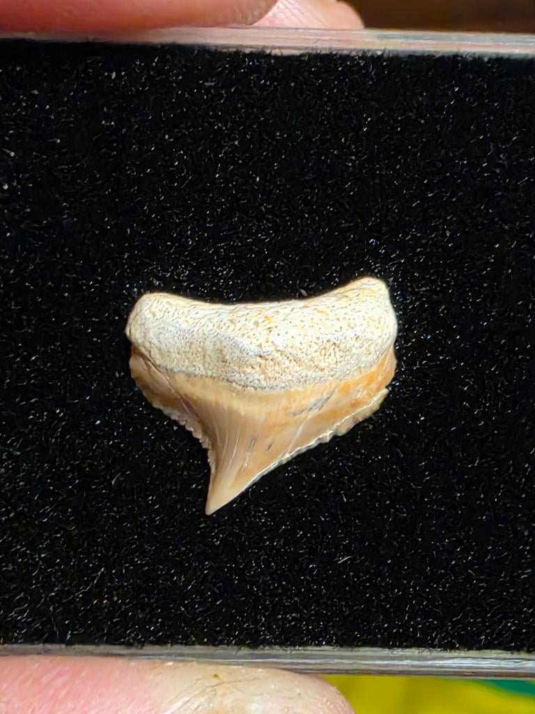 Megalodon angu postérieur de qualité supérieure en provenanc, Collections, Enlèvement ou Envoi, Fossile