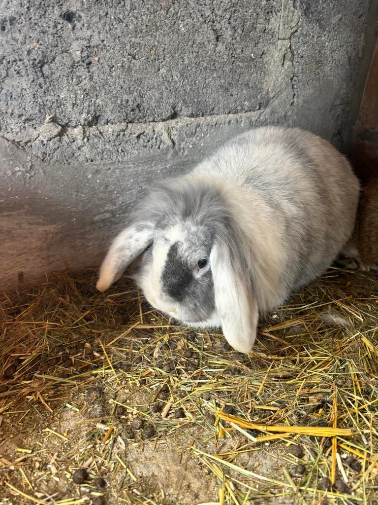 Frans hangoor konijn mannelijk, Dieren en Toebehoren, Konijnen, Mannelijk, Middelgroot, Hangoor, 0 tot 2 jaar