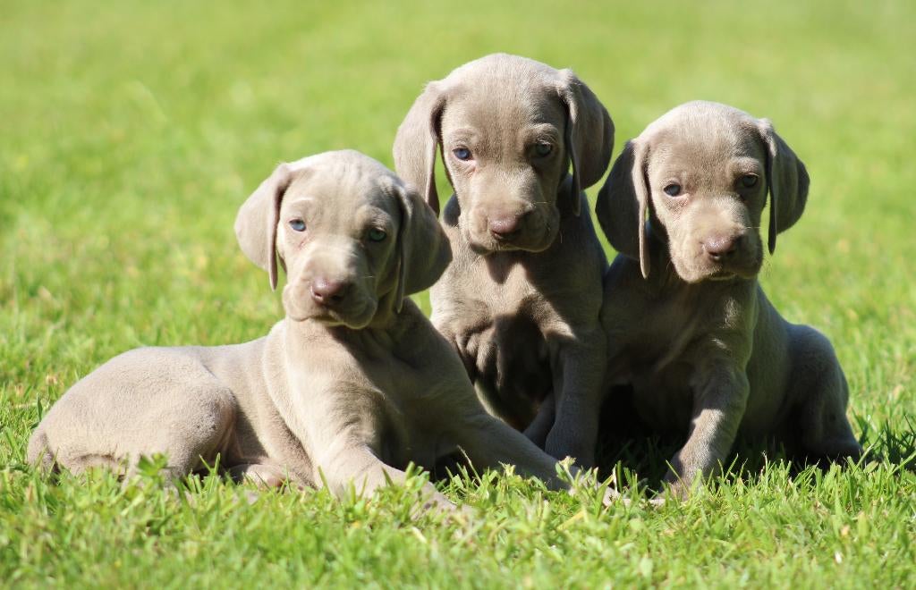 Chiots Weimaraner, Animaux & Accessoires, Autres races, Plusieurs, Hépatite contagieuse (maladie de Rubarth), Belgique